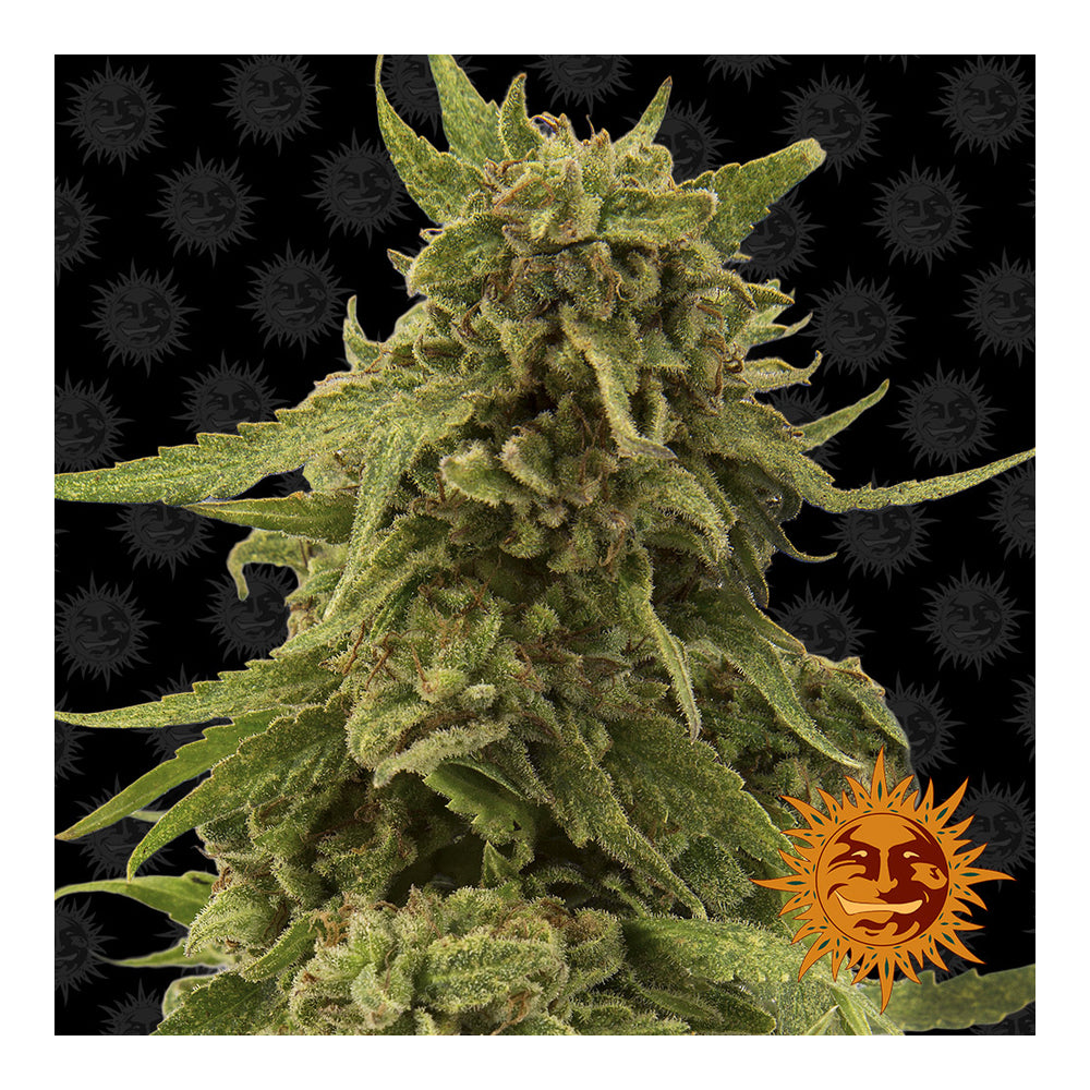 CBD Critical Cure