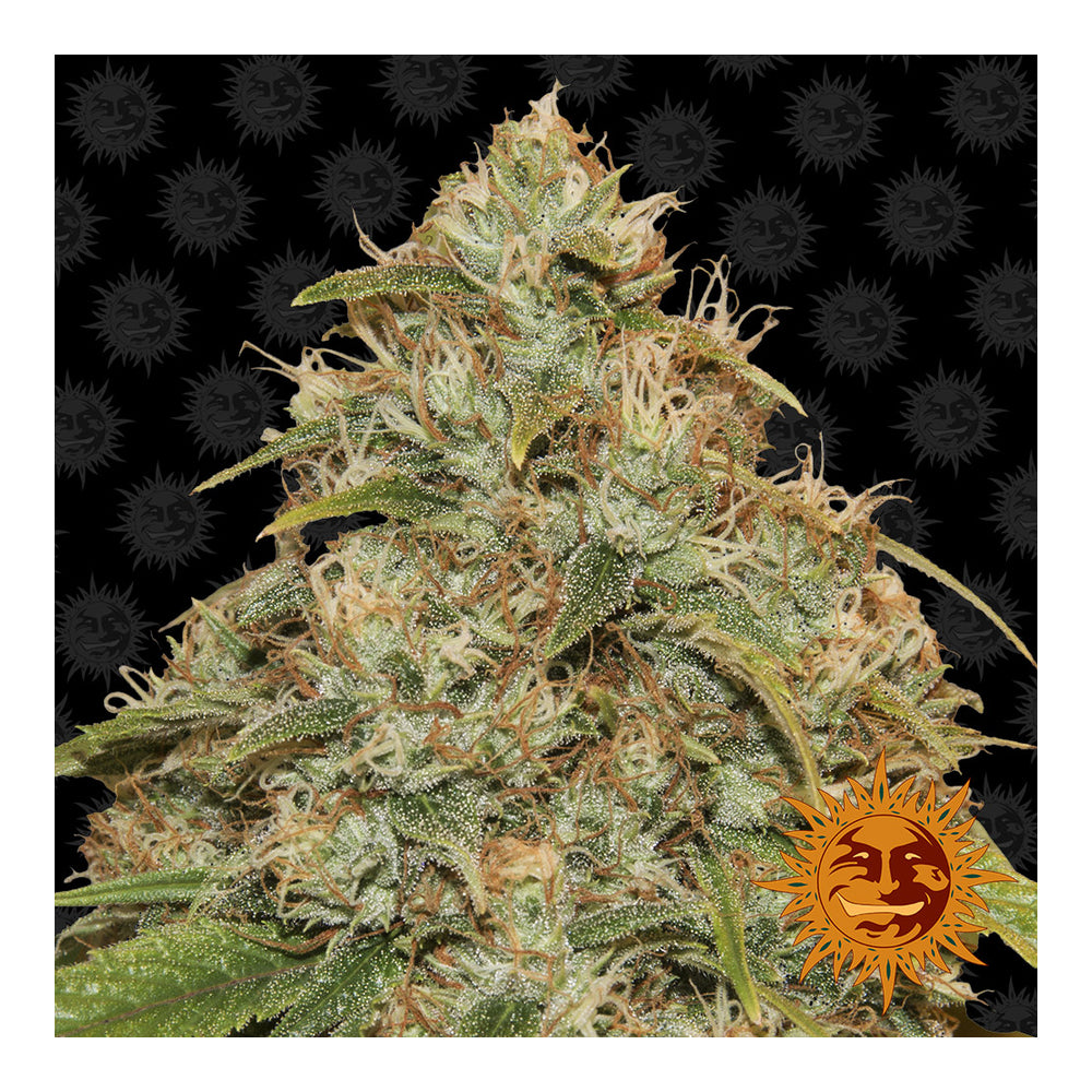 CBD Lemon Potion Automática