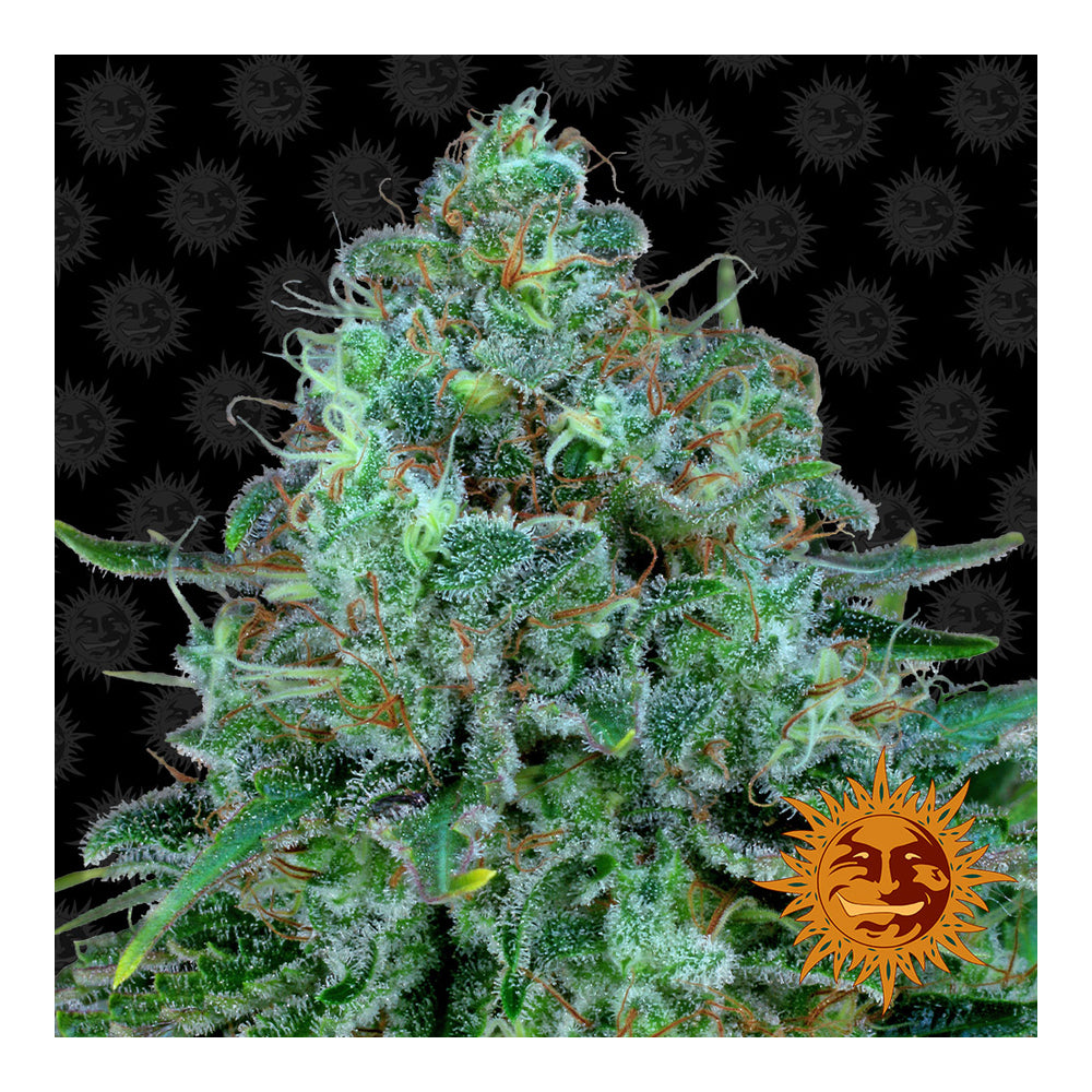 Critical Kush Automática