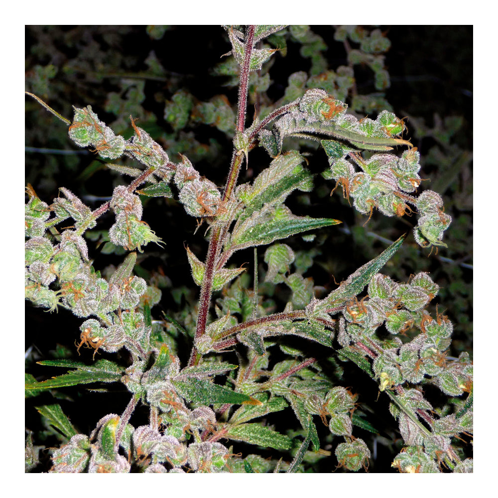 Dr. Grinspoon