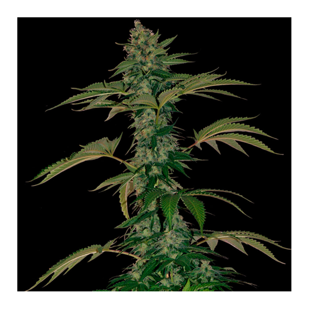 Grape Muerto
