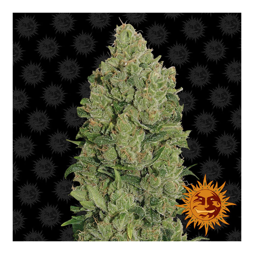 NYC Diesel Auto