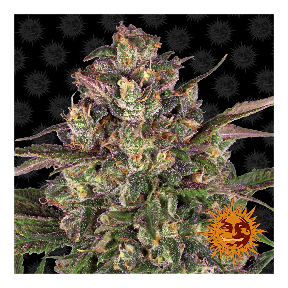 Peyote Critical