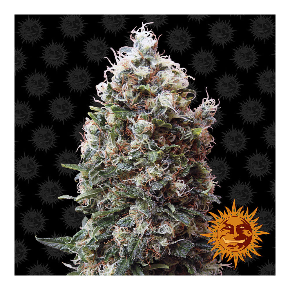 Phatt Fruity