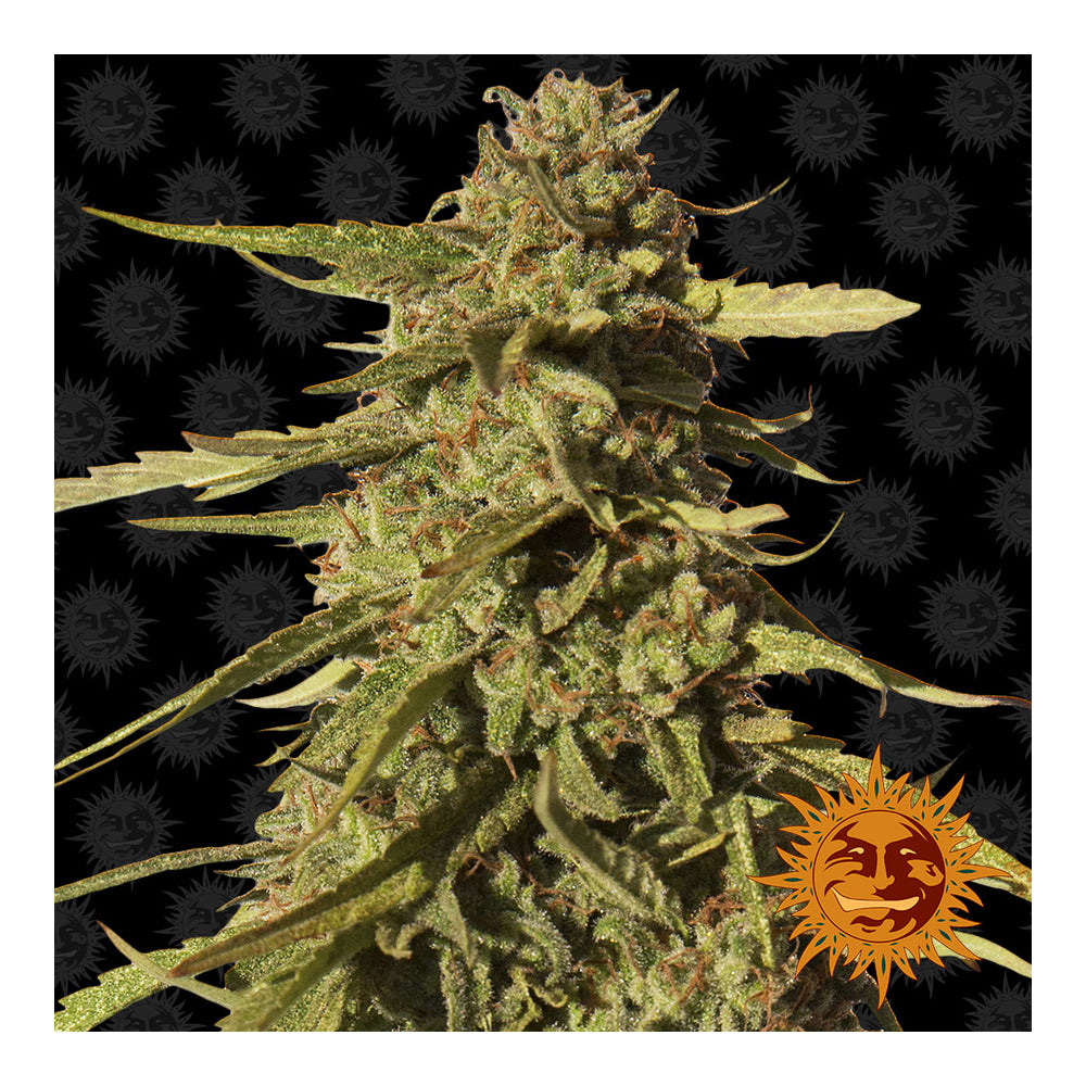 Red Cherry Berry