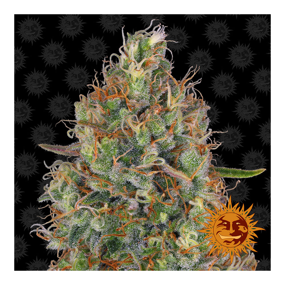 Sweet Tooth Auto