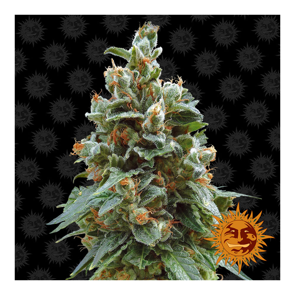 Vanilla Kush