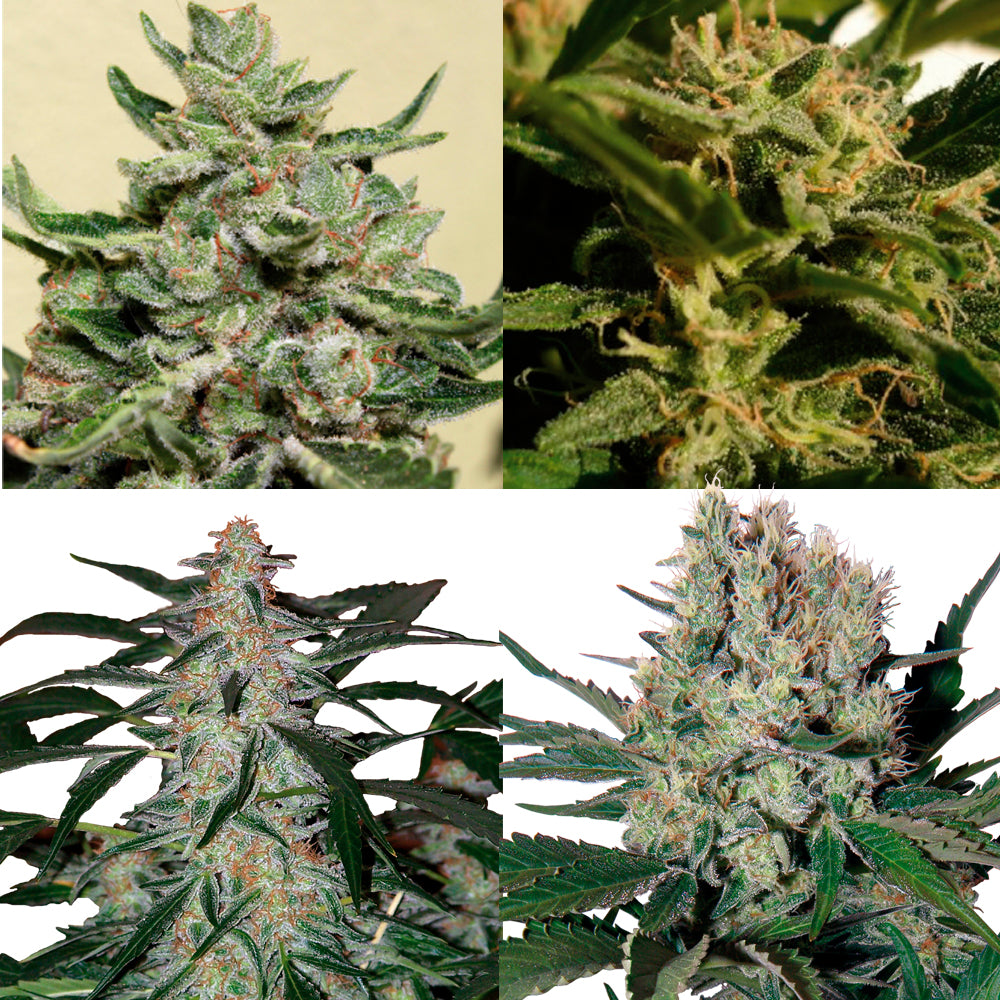 Assorted Auto