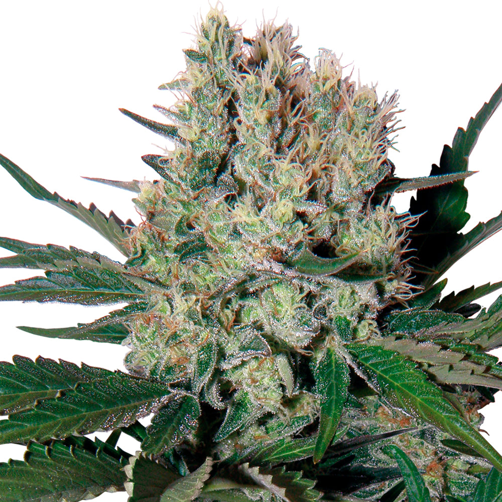 Syrup