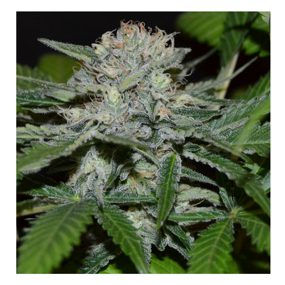 Hash Fruit