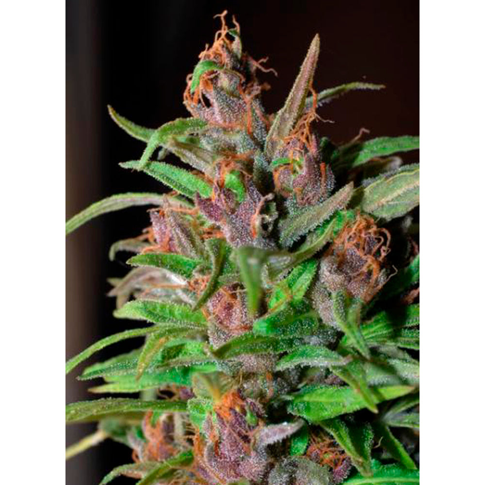 Mangobiche Kush