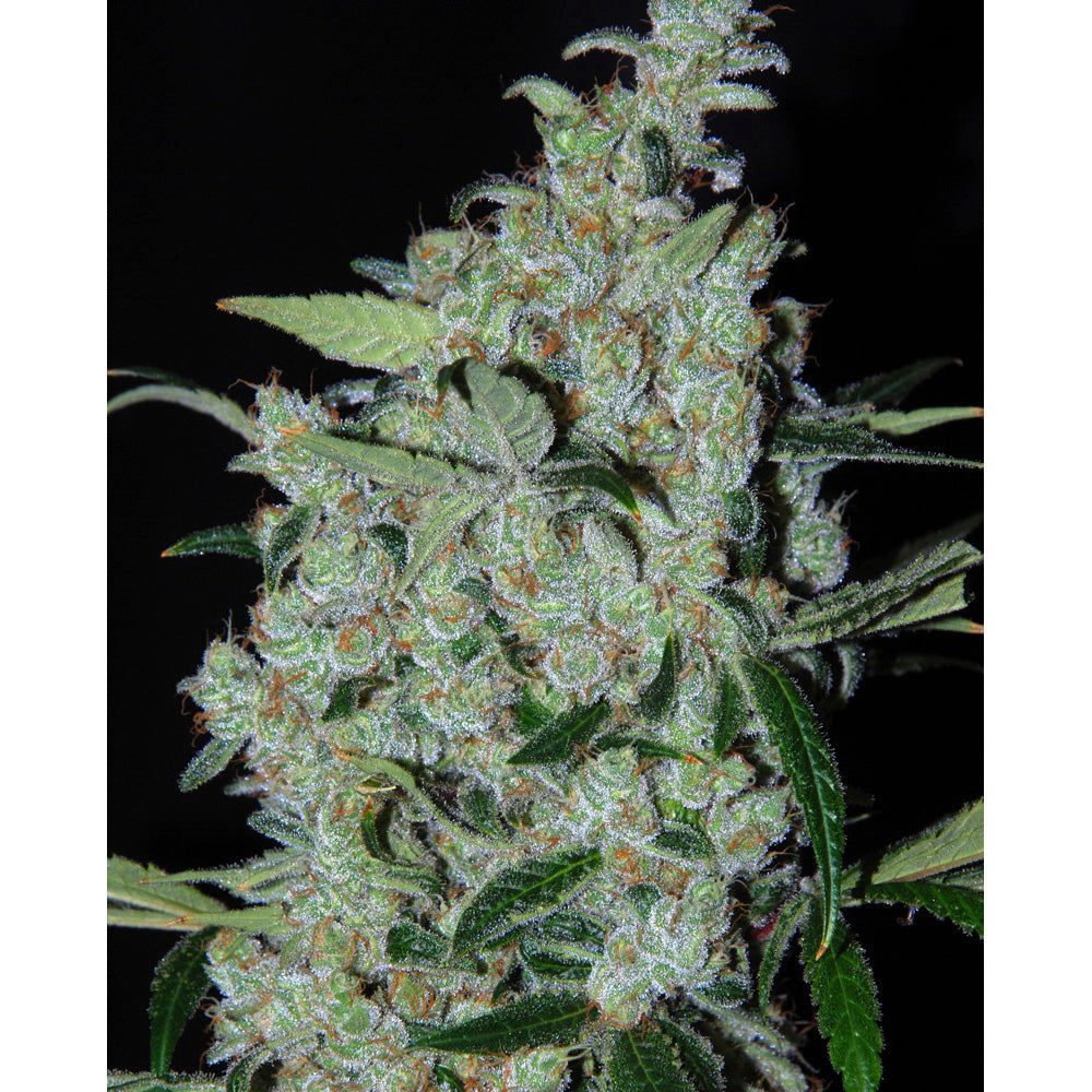 Mexican Purple