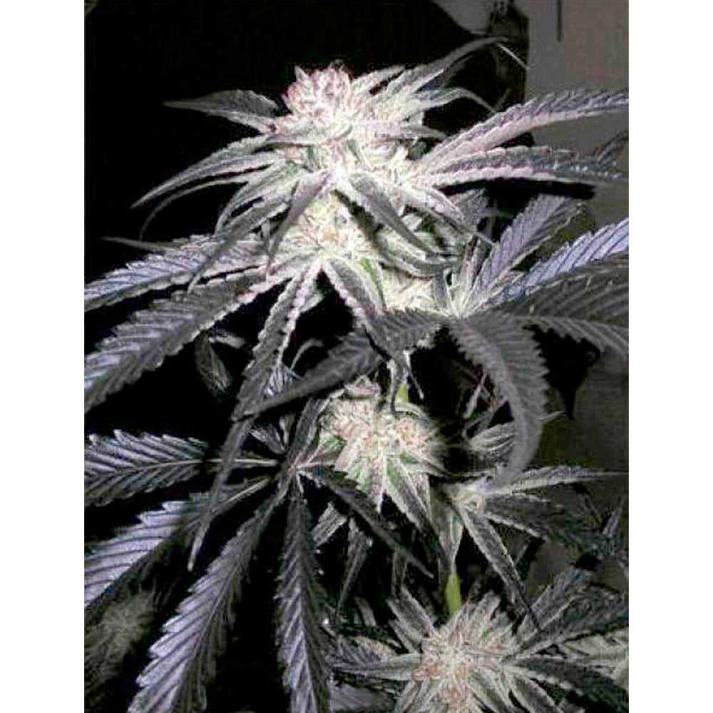 Peyote Purple
