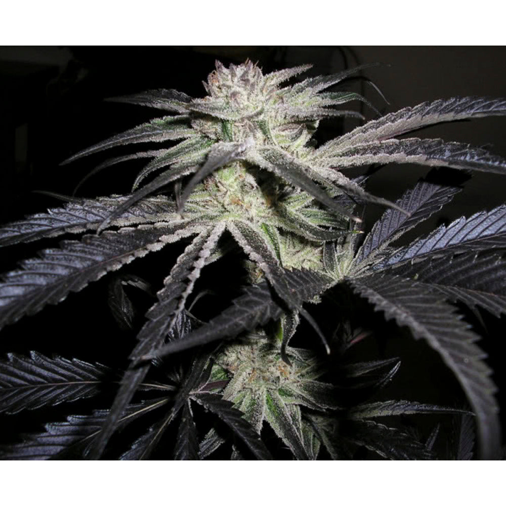 Peyote Purple