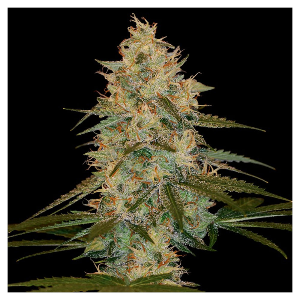 Chocolope Kush