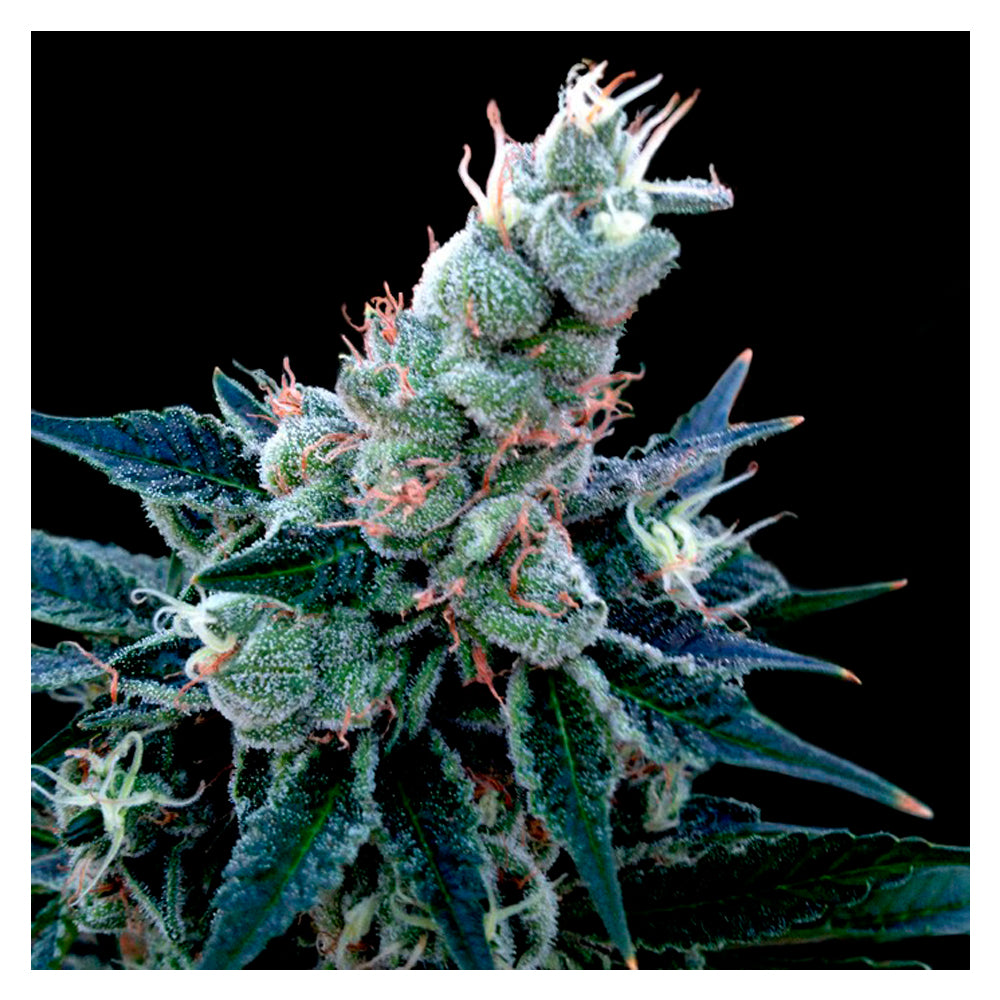 Double Alien 18