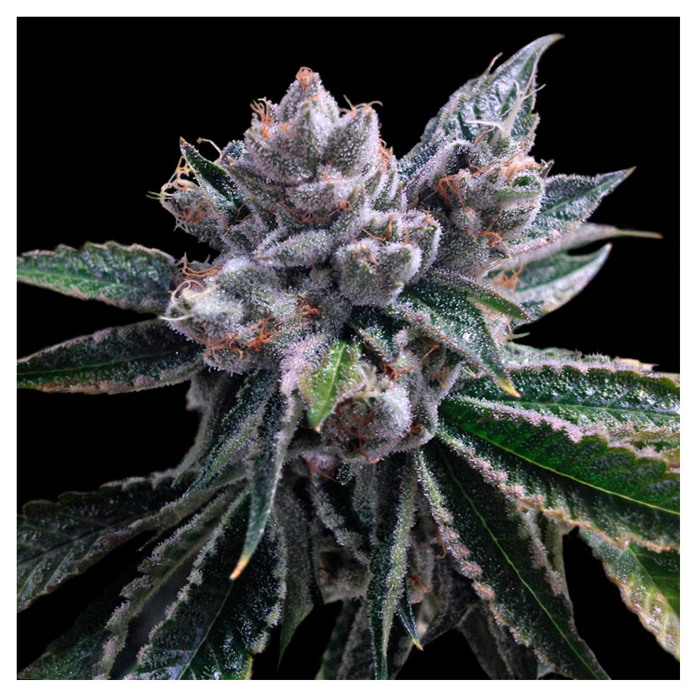 El Fuego Auto