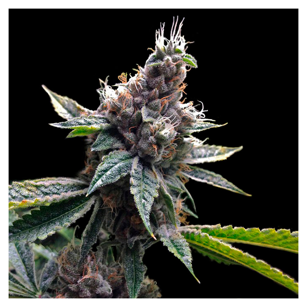 Florida OG
