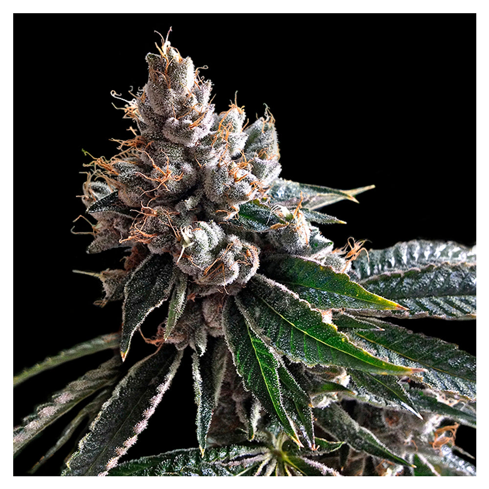 Golden Lemons