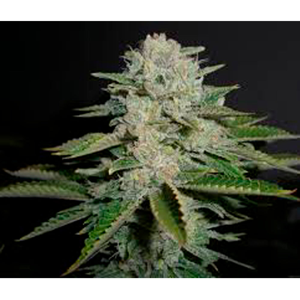 Headband