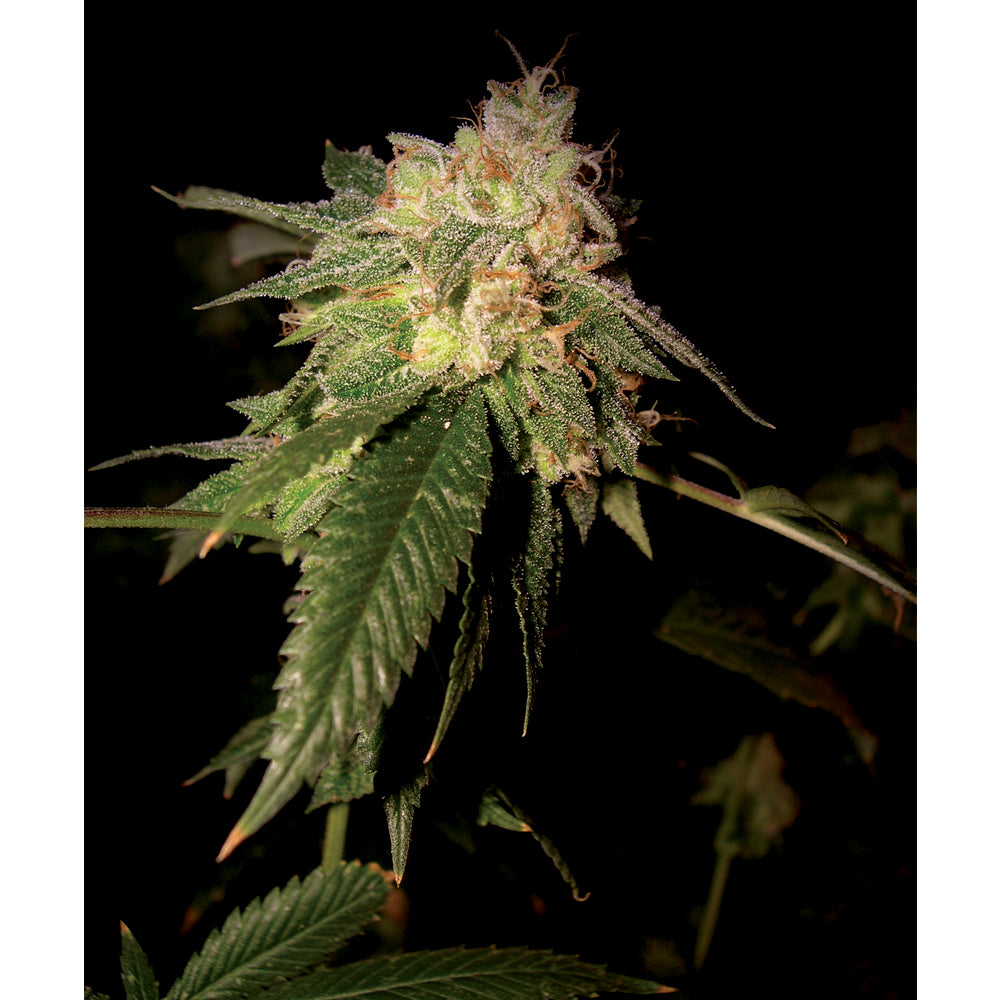OG Kush
