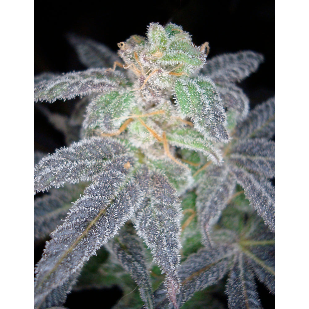 Purple OG No-18