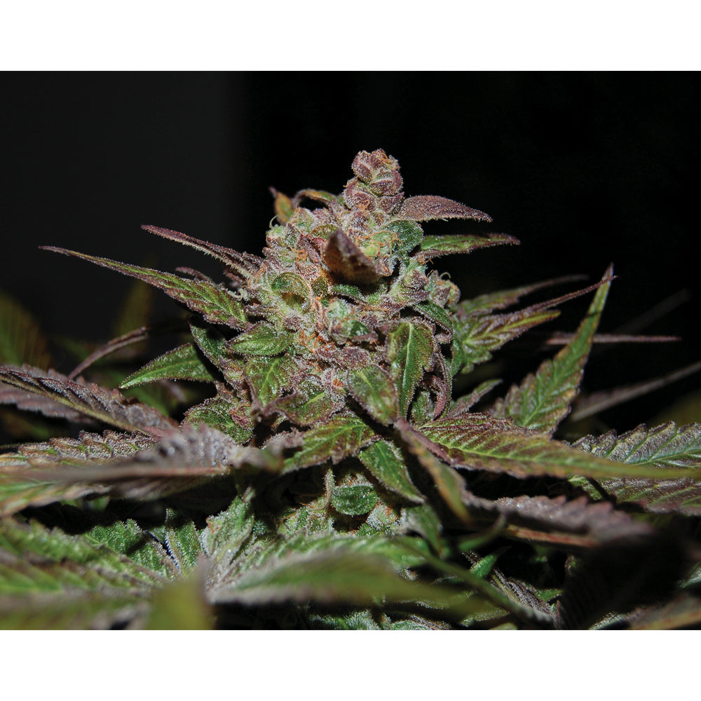 Purple Wreck