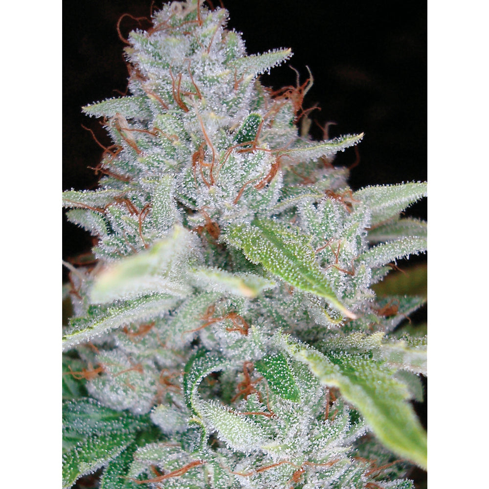 Skywalker Kush