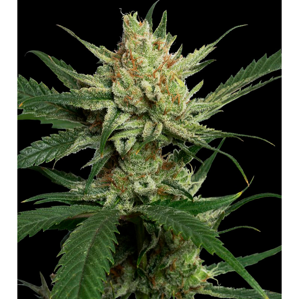 Strawberry Banana