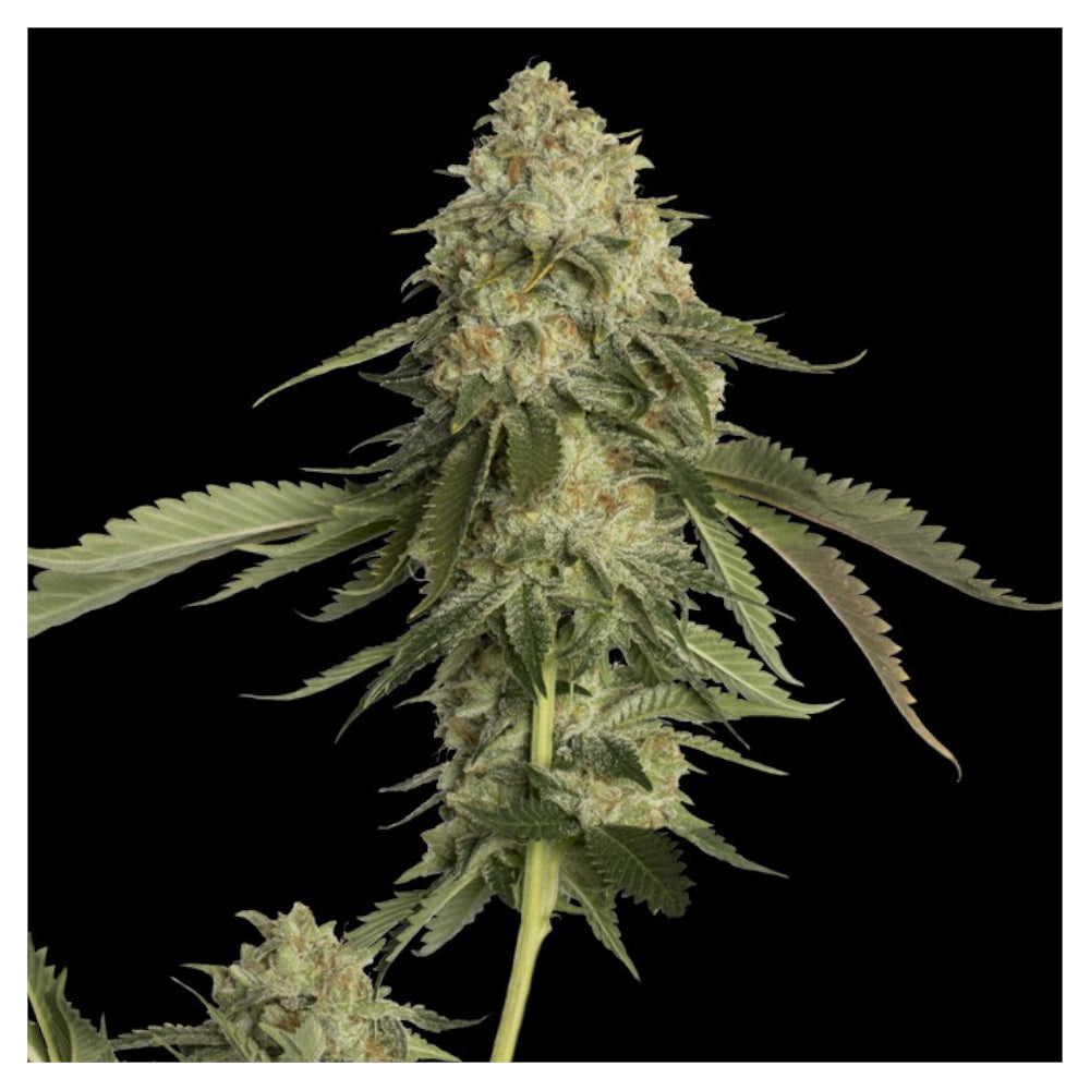 Golden Berry