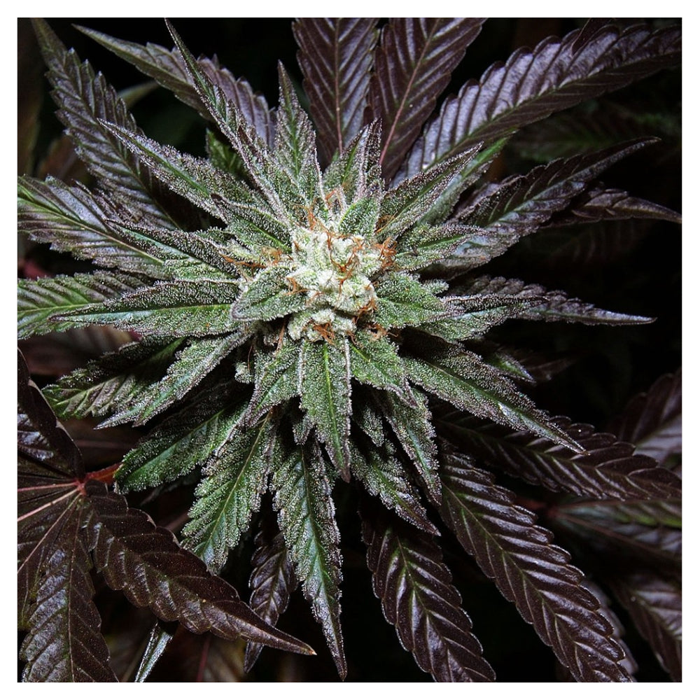 LA Confidential