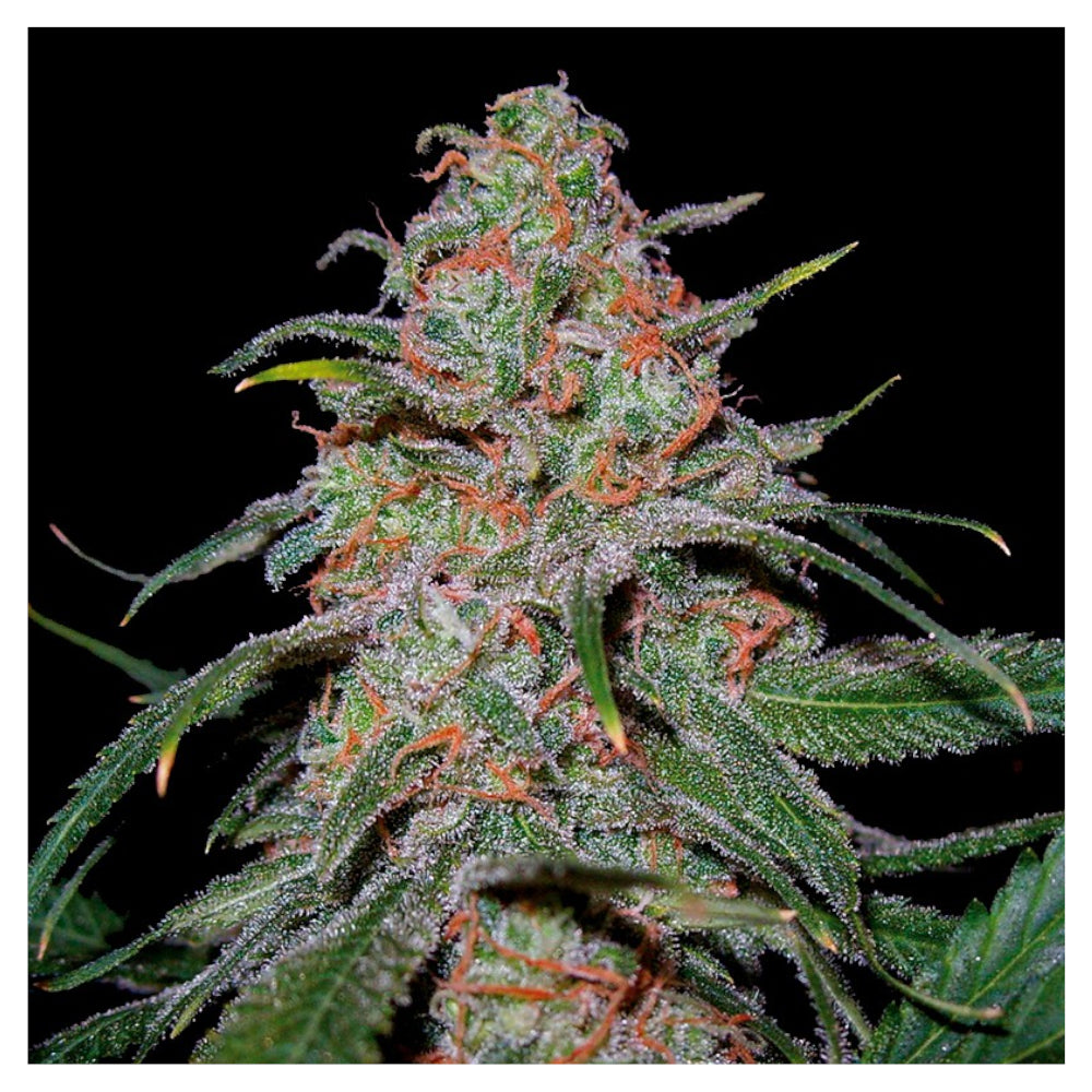 Lemon Skunk