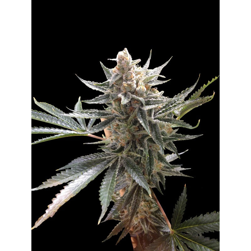 Tangie