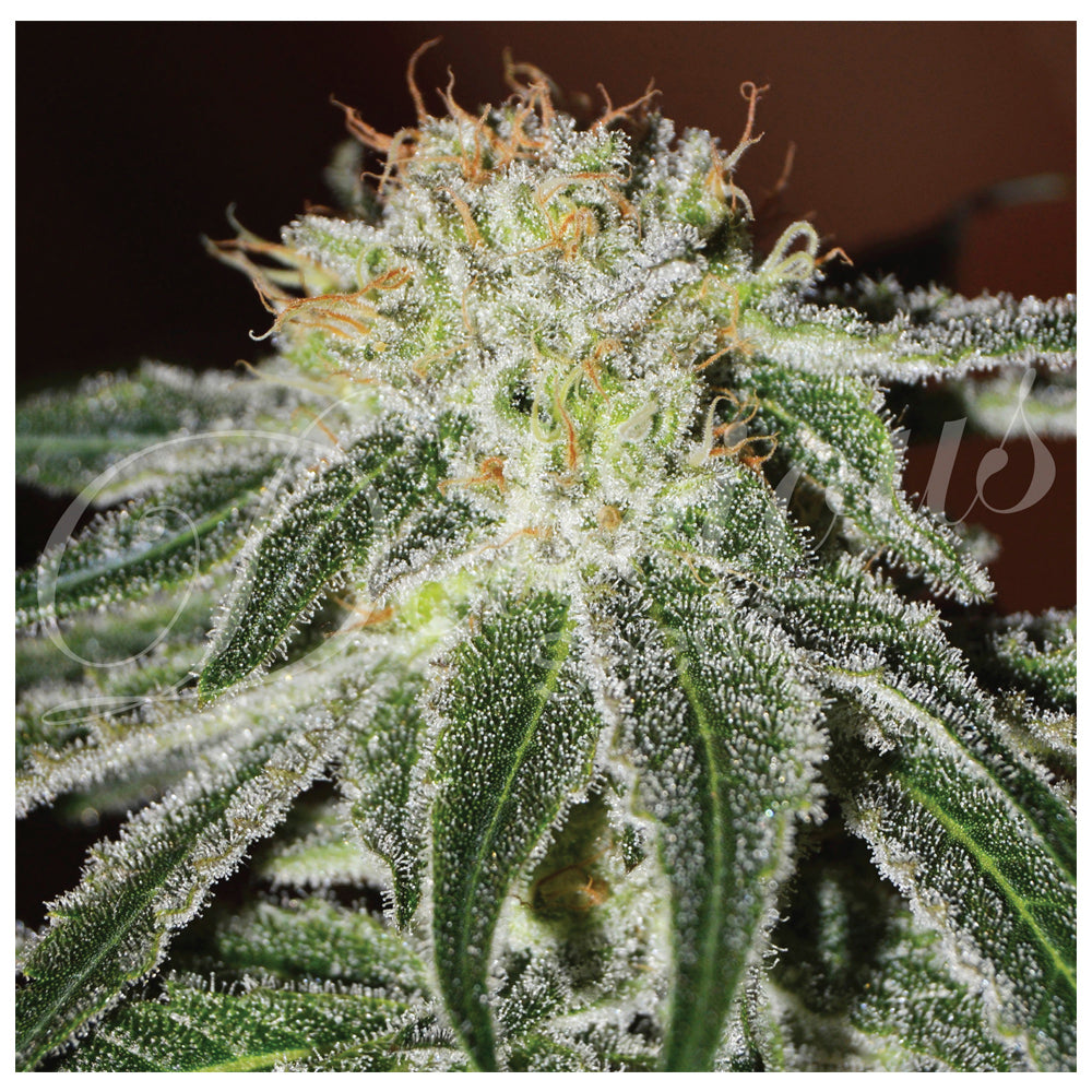 Black Russian
