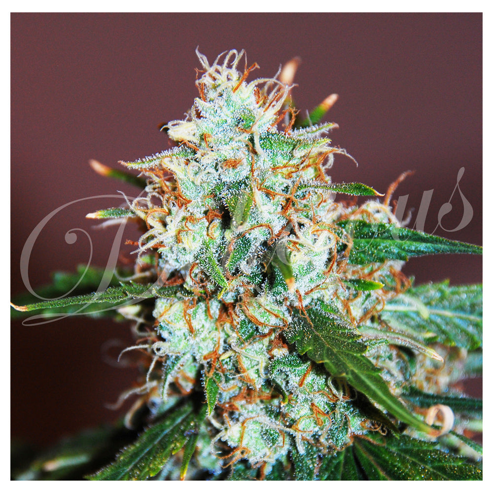 Critical Neville Haze 2.0