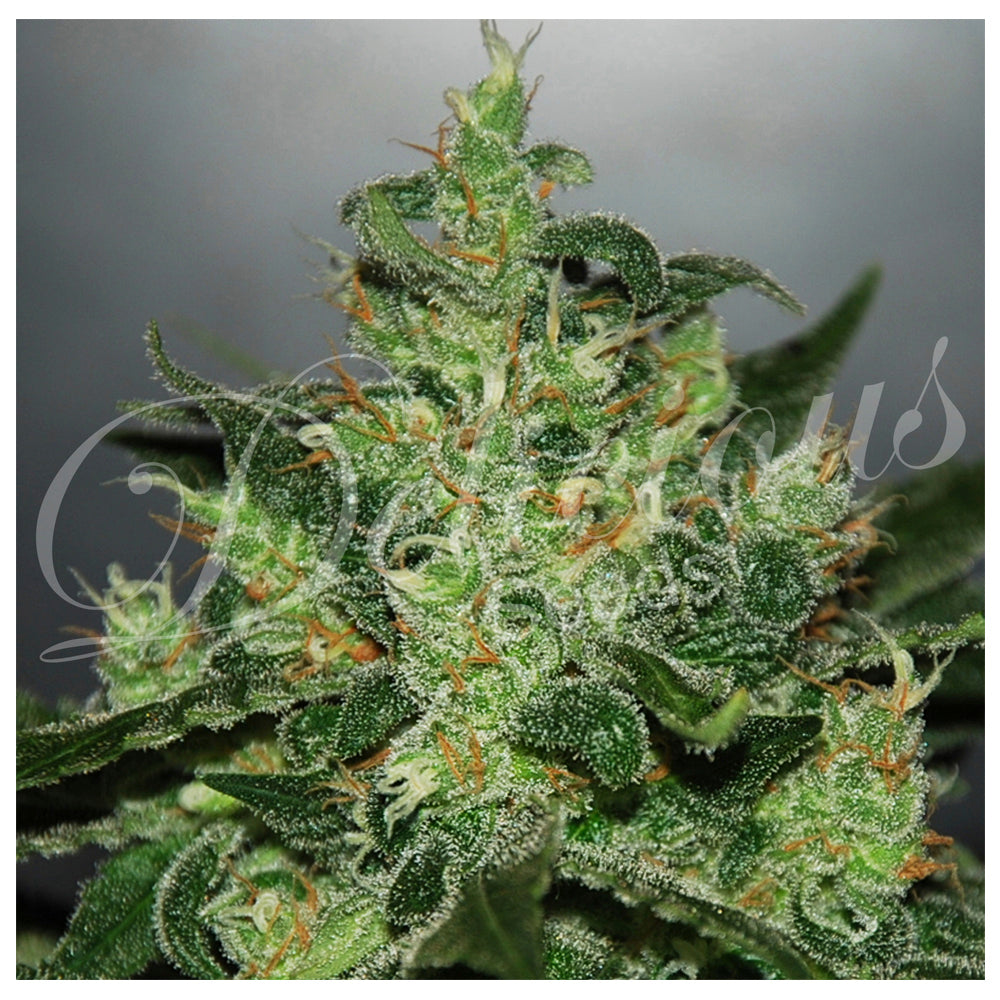 Critical x Jack Herer