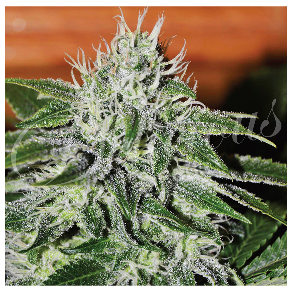 Critical Jack Herer