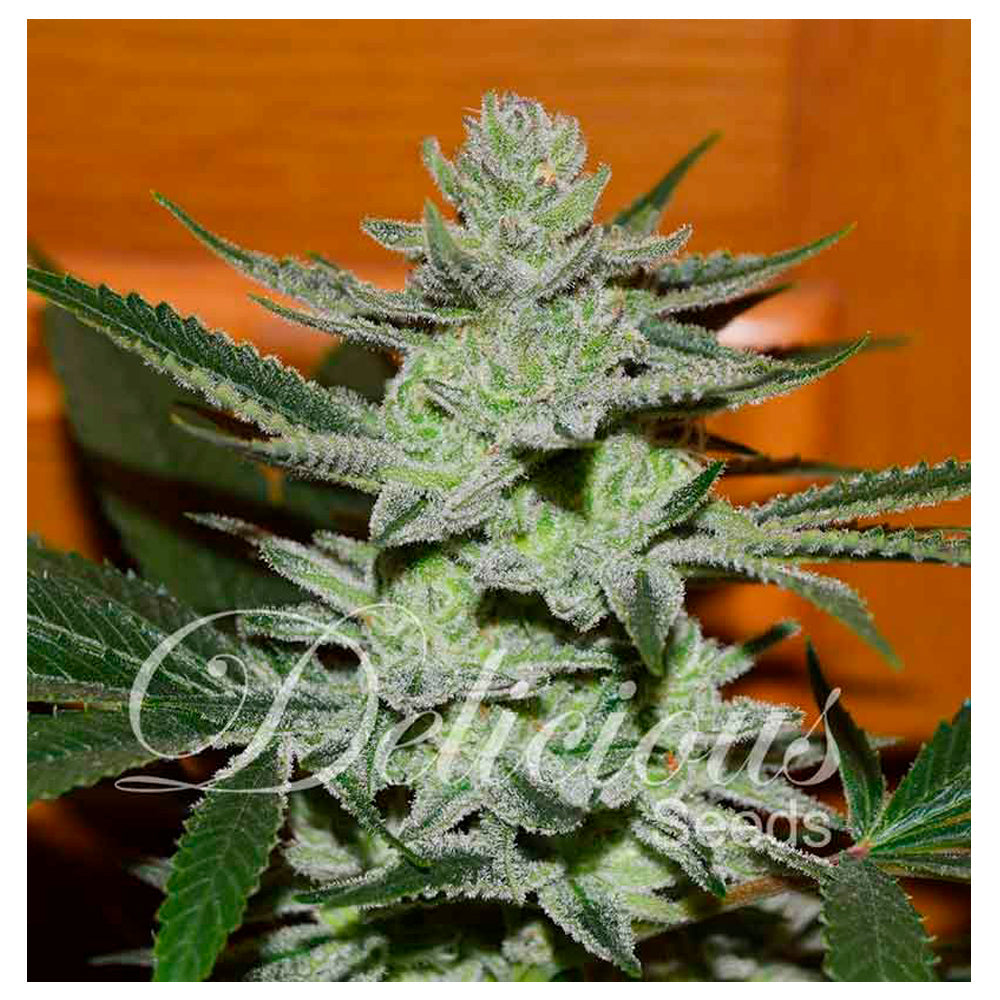 Desconocida Kush