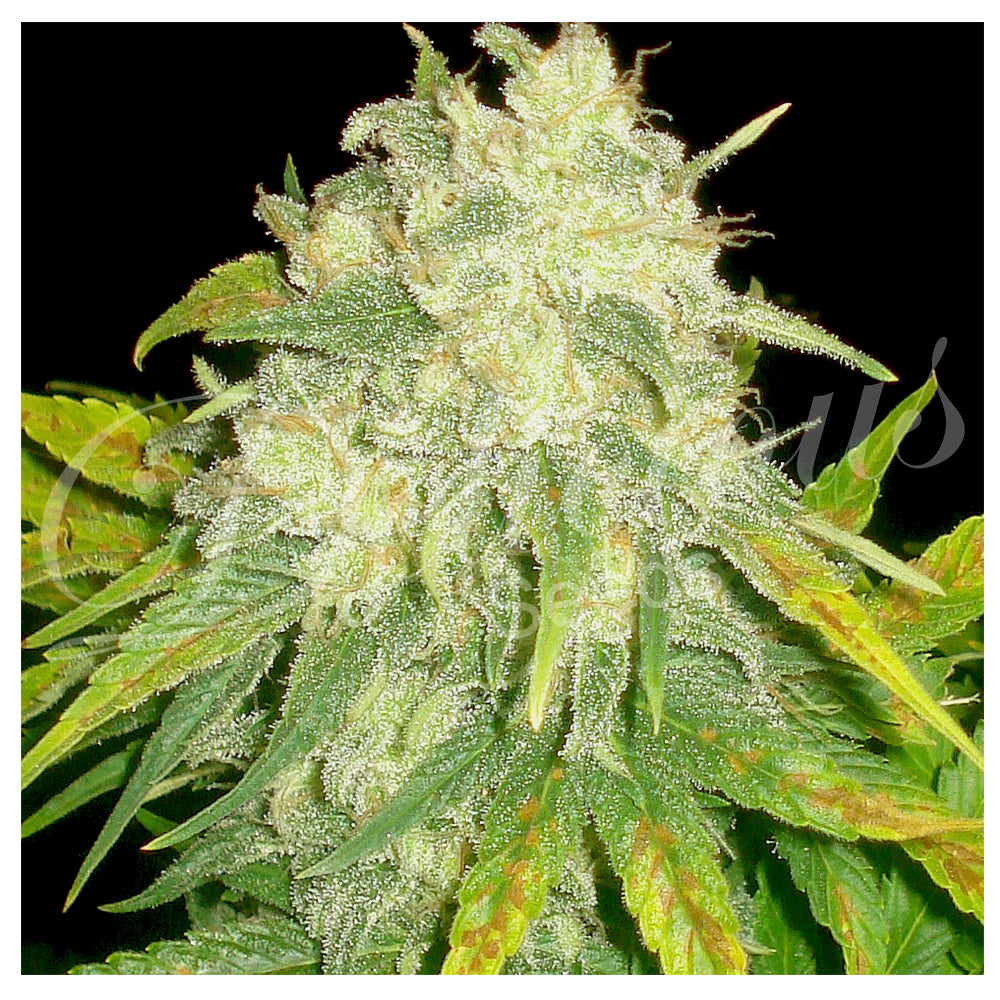 Il Diavolo