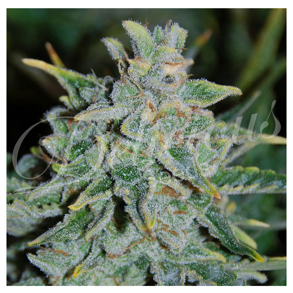 Northern Light Blue
