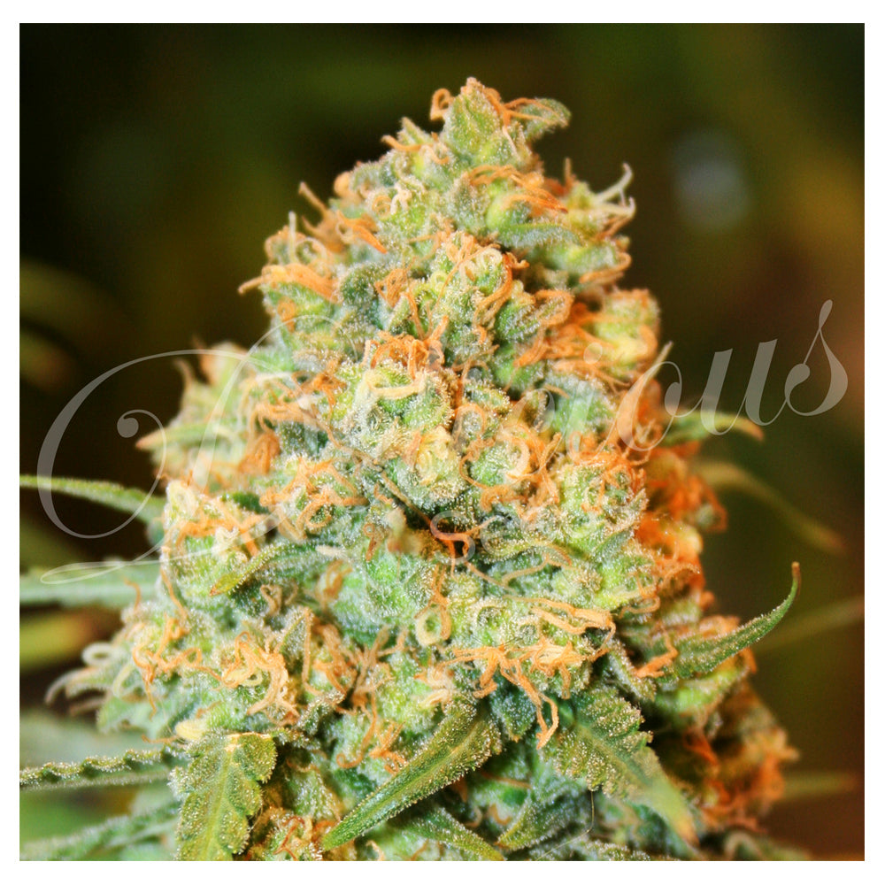 Critical Super Silver Haze