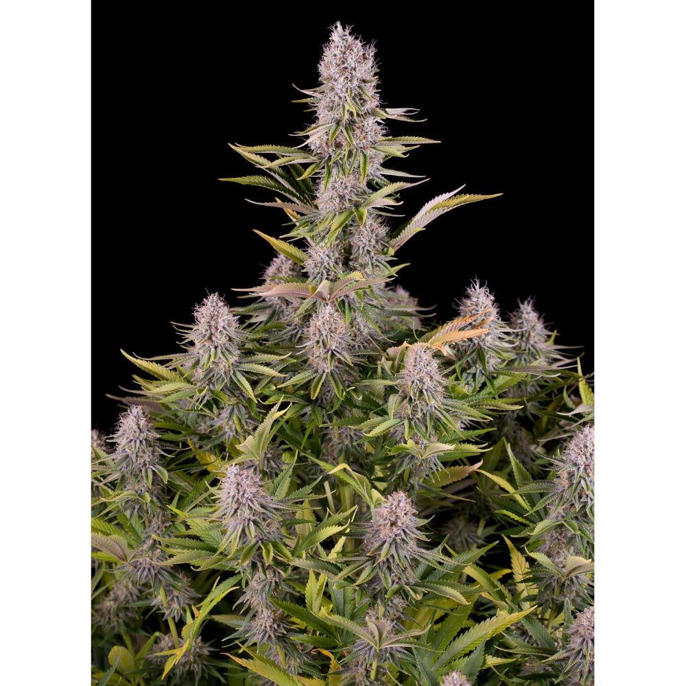 Amnesia Kush
