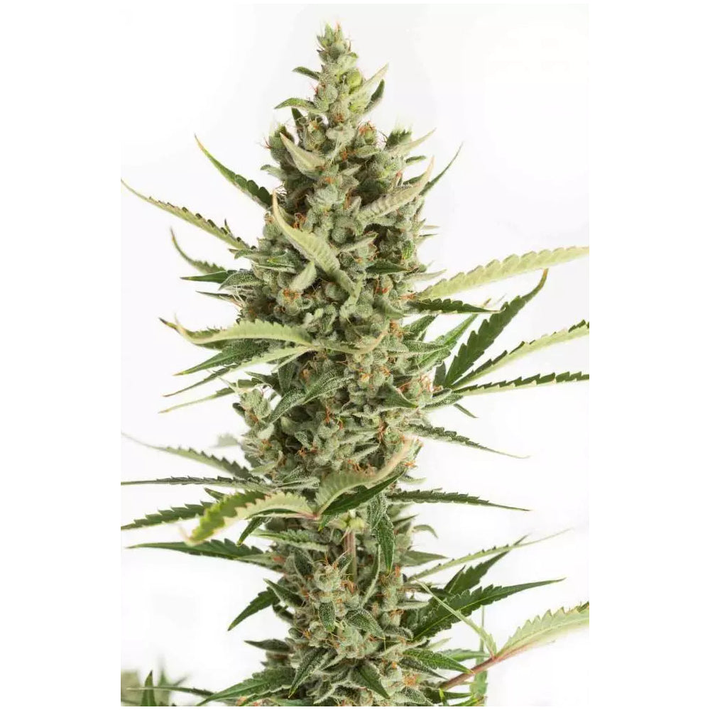 Amnesia XXL