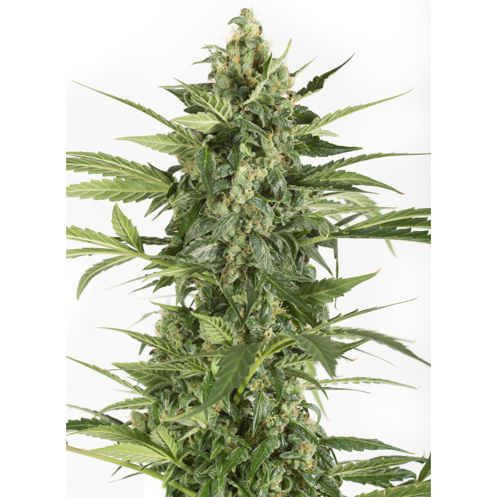 Blue Cheese Auto