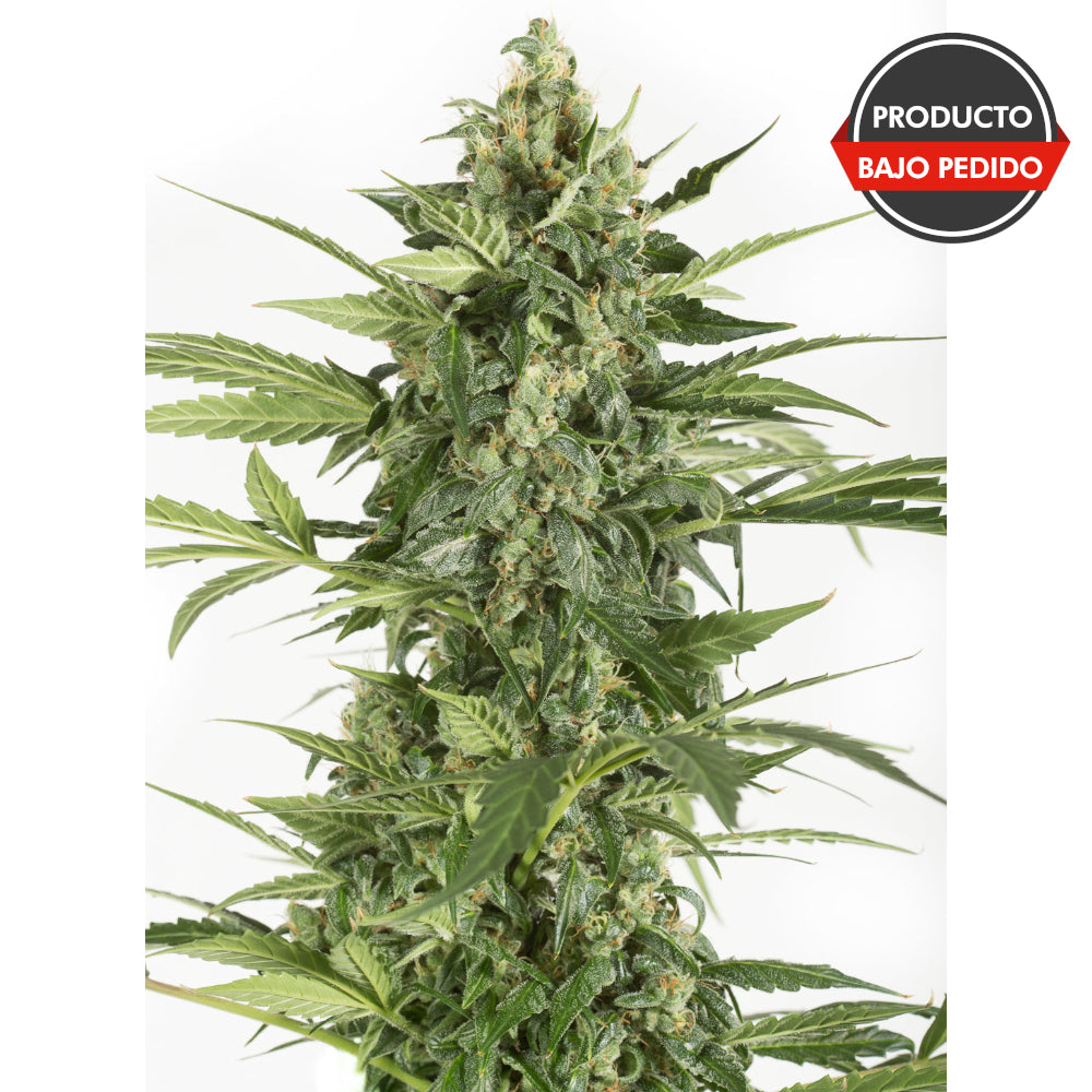 Blue Cheese Auto