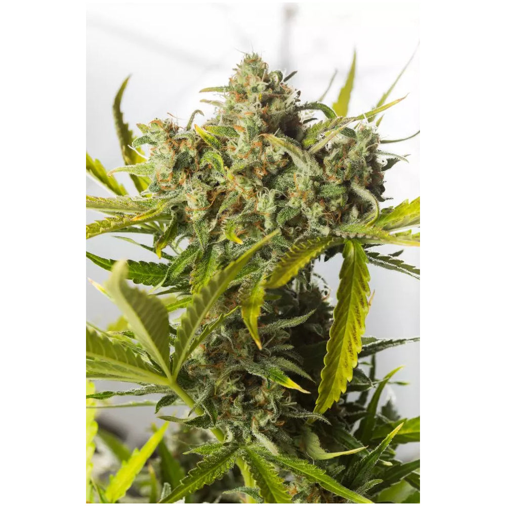 Blue Critical