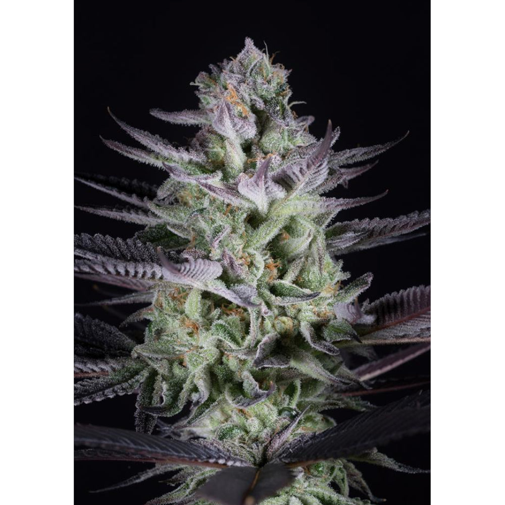 Blueberry Cookies