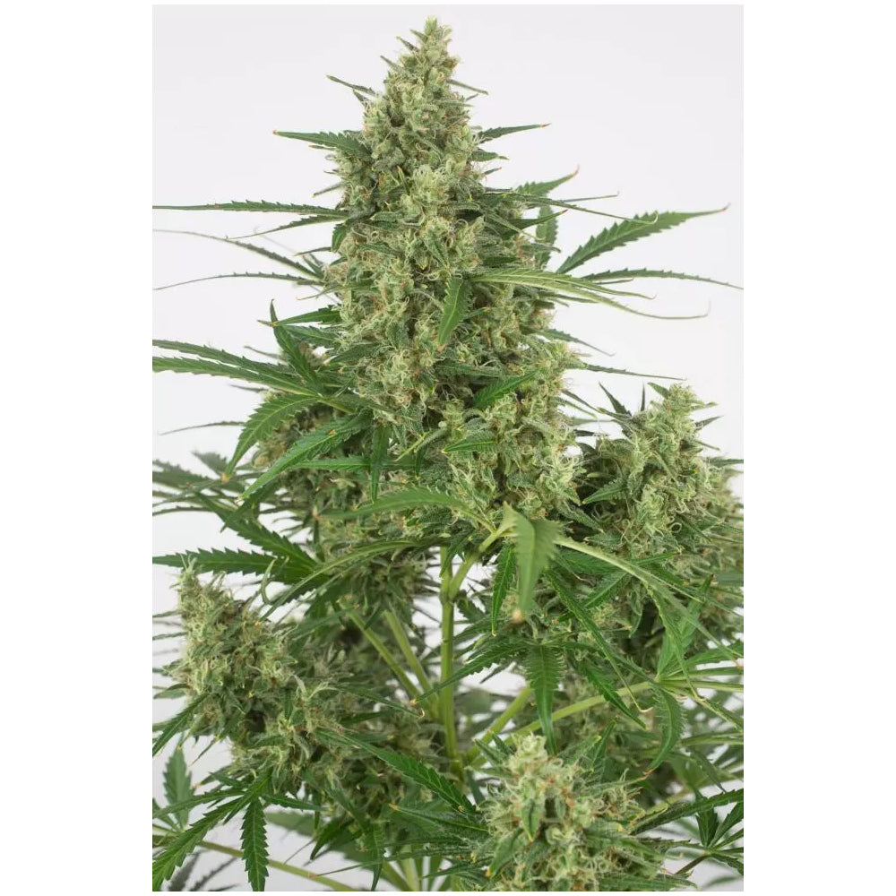 Critical + 2.0 Auto