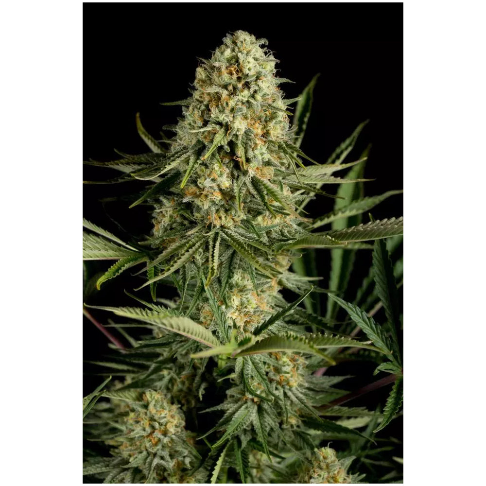 Critical Cheese