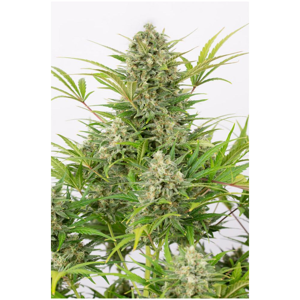 Critical Cheese Auto